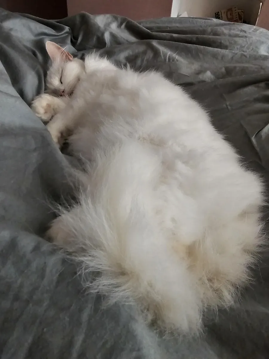 Chat calme, cherche un foyer plus tranquille