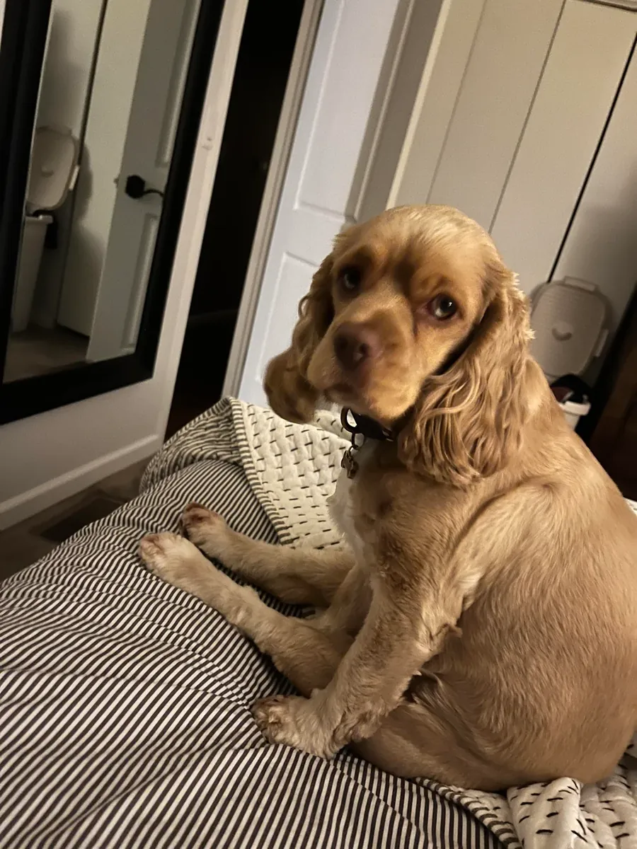 Un perro encantador, pero requiere más constancia.