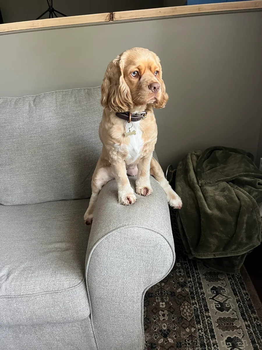 Un perro encantador, pero requiere más constancia.