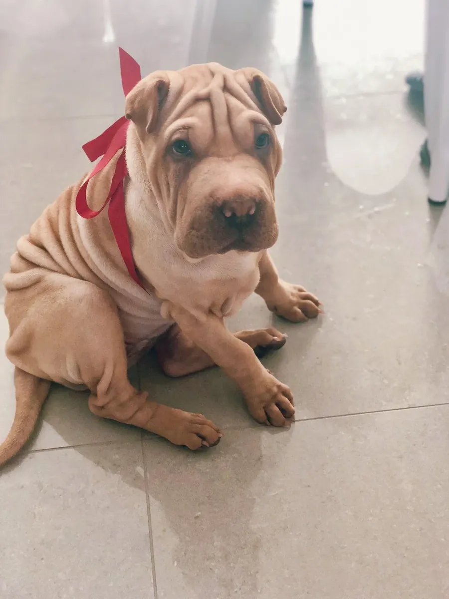 Deneyimli işletme sahibi tercih edilir.