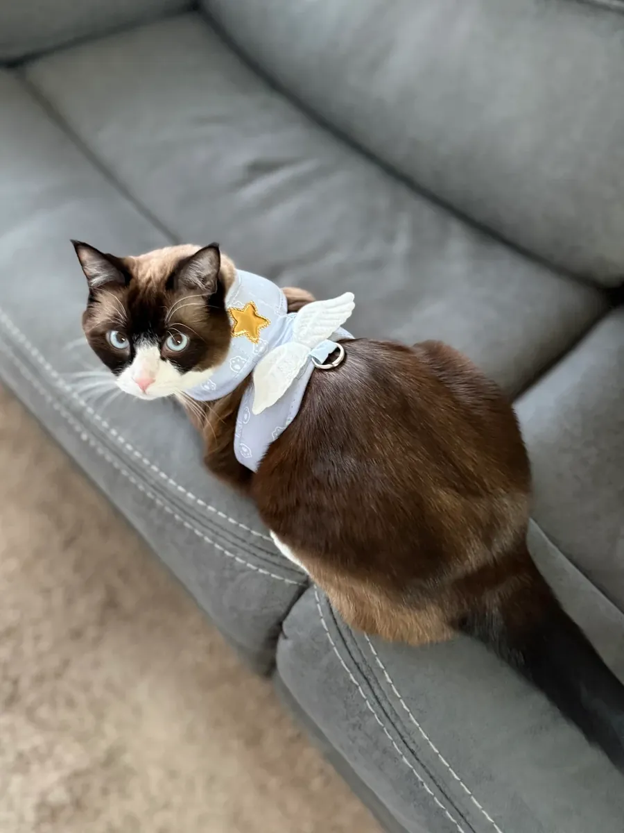 Chat affectueux, trop souvent laissé seul