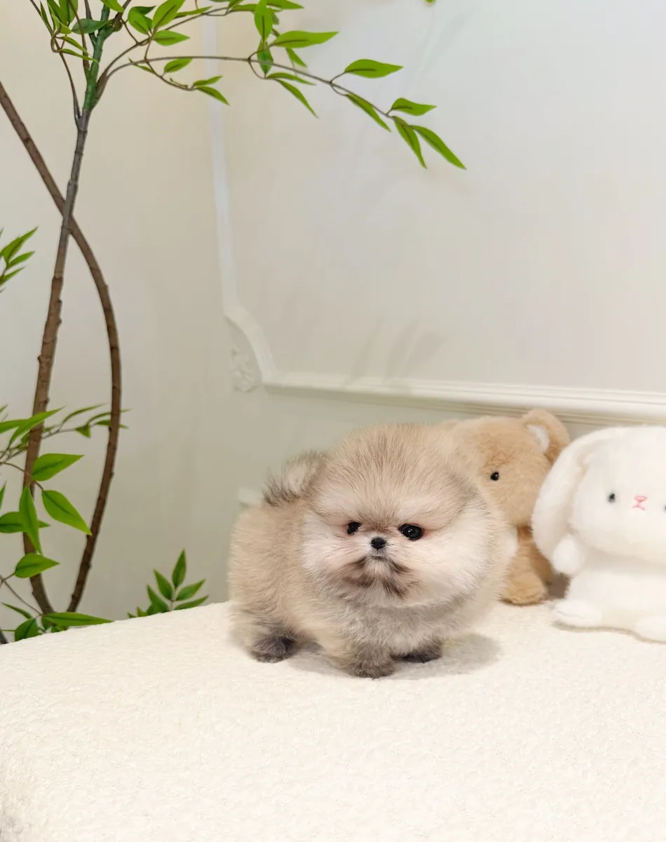 Pomeranian köpeği sahiplendirme