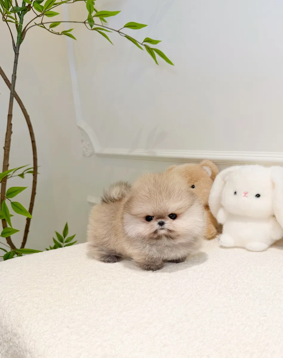Pomeranian köpeği sahiplendirme