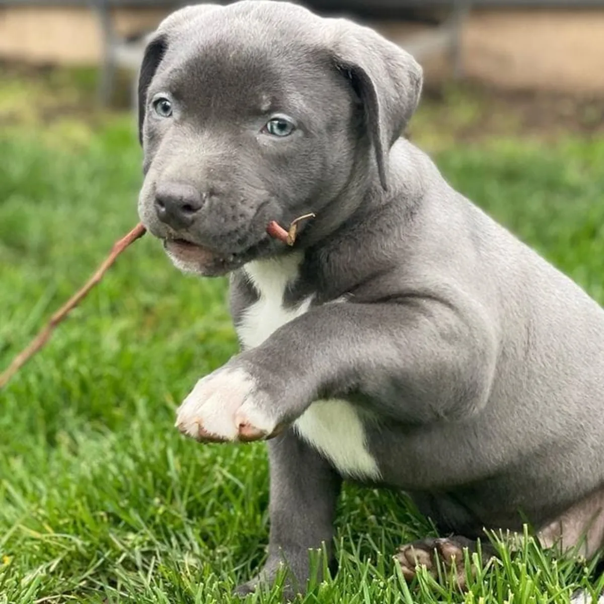 Chiots American Pit Terrier disponibles.