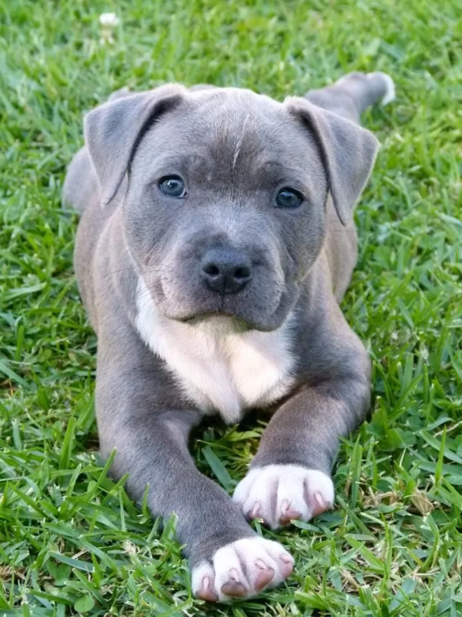 Chiots American Pit Terrier disponibles.