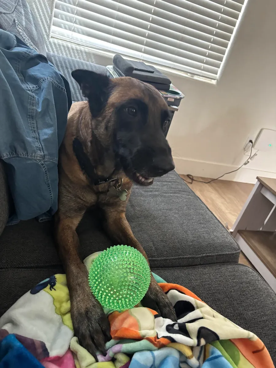 ne convient pas à un propriétaire occasionnel