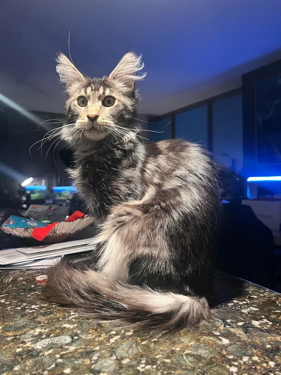 gros chat d'intérieur, changement de circonstances