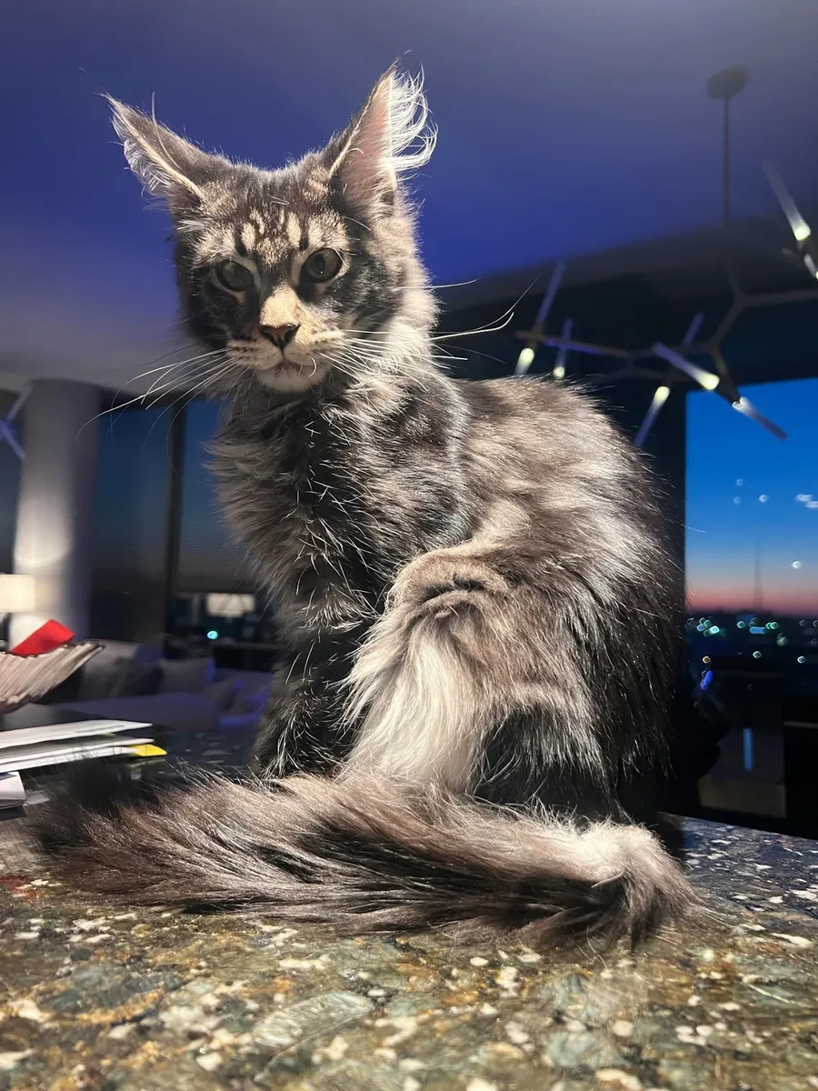 gros chat d'intérieur, changement de circonstances