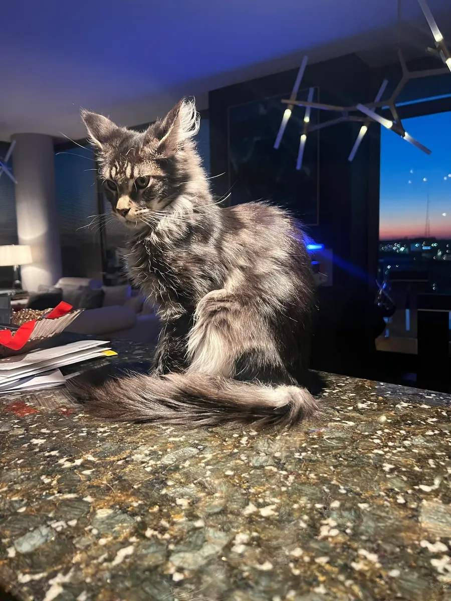 gros chat d'intérieur, changement de circonstances