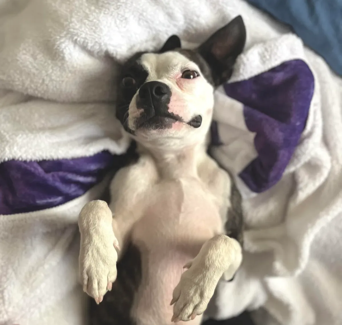 petit chien, mais qui a besoin d'une attention particulière