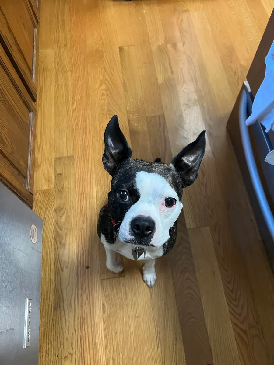 petit chien, mais qui a besoin d'une attention particulière