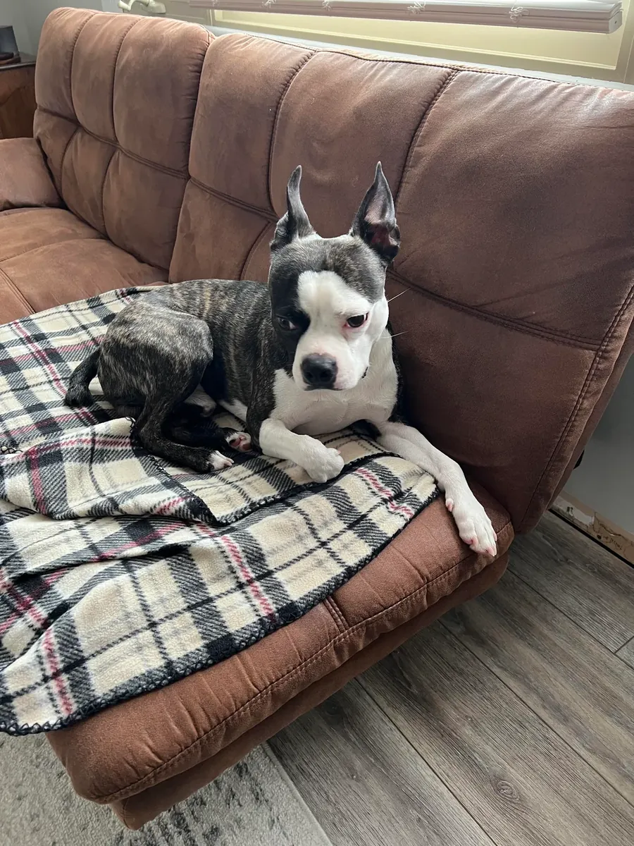 petit chien, mais qui a besoin d'une attention particulière