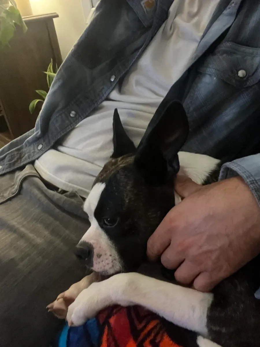 petit chien, mais qui a besoin d'une attention particulière