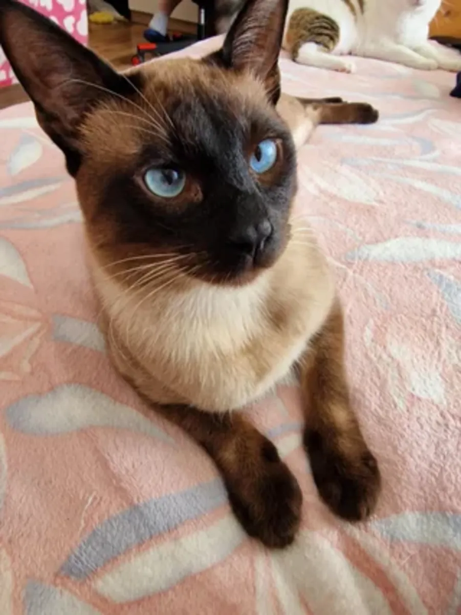 Chat très bavard, pas idéal pour tout le monde