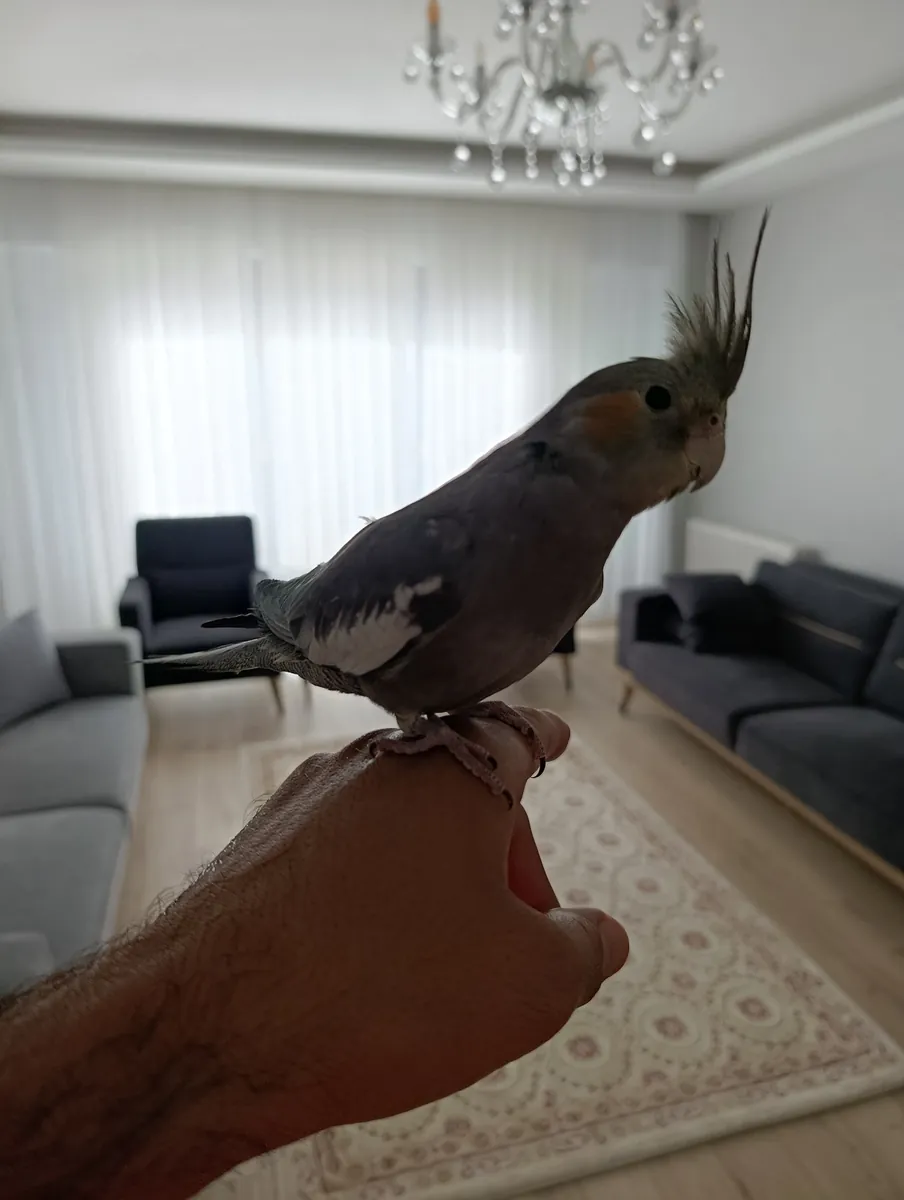 Sultan papağanım sahiplendirilecektir 