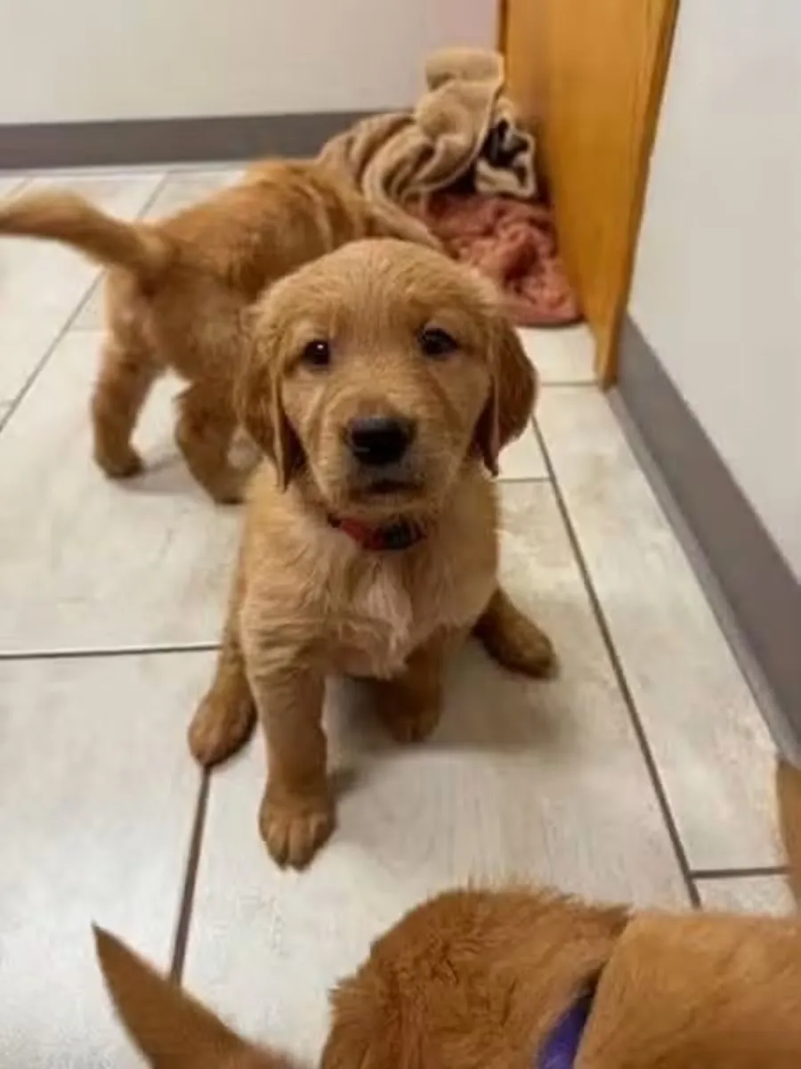 待领养的金毛猎犬幼犬