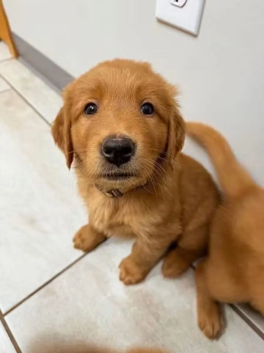 待领养的金毛猎犬幼犬