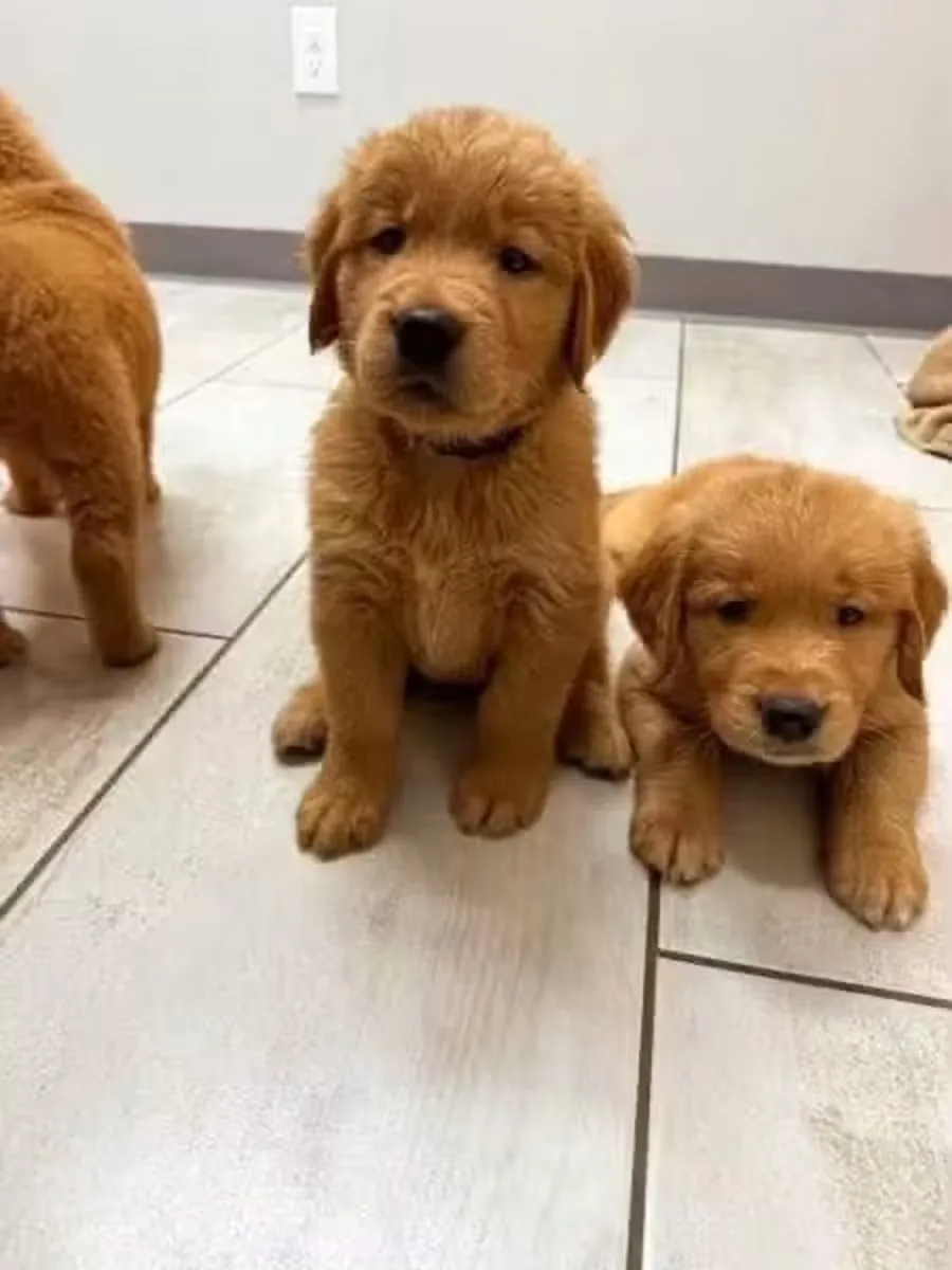 Sevimli Golden retriever yavrusu sonsuza dek bir yuva için hazır