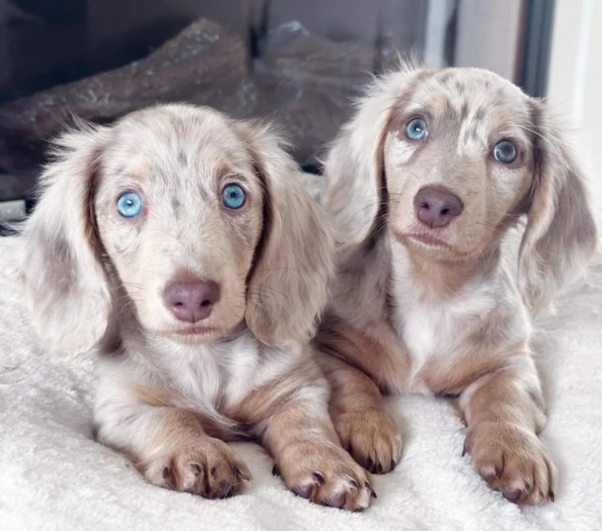 CACHORROS DACKEL CON PRIMERA VACUNACIÓN 49/ 1521/ 5034/ 137