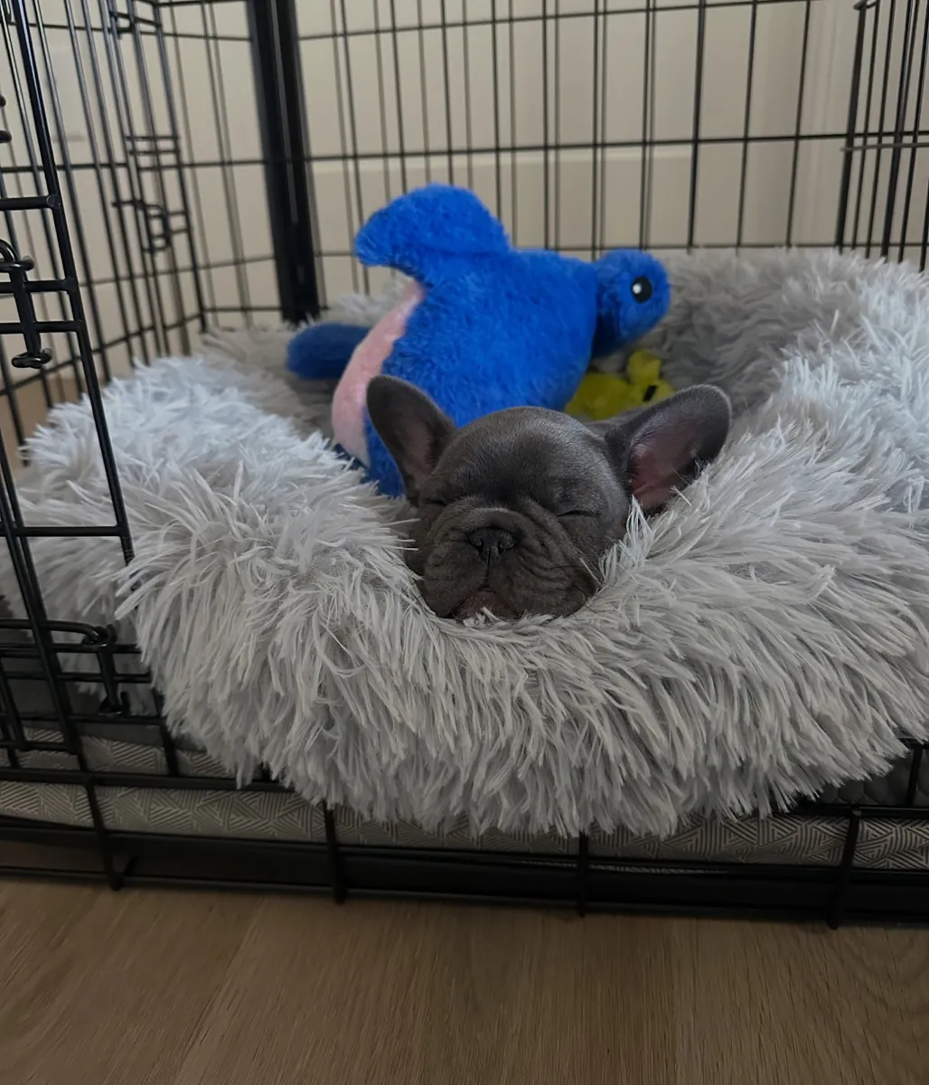 可爱的法国斗牛犬准备领养