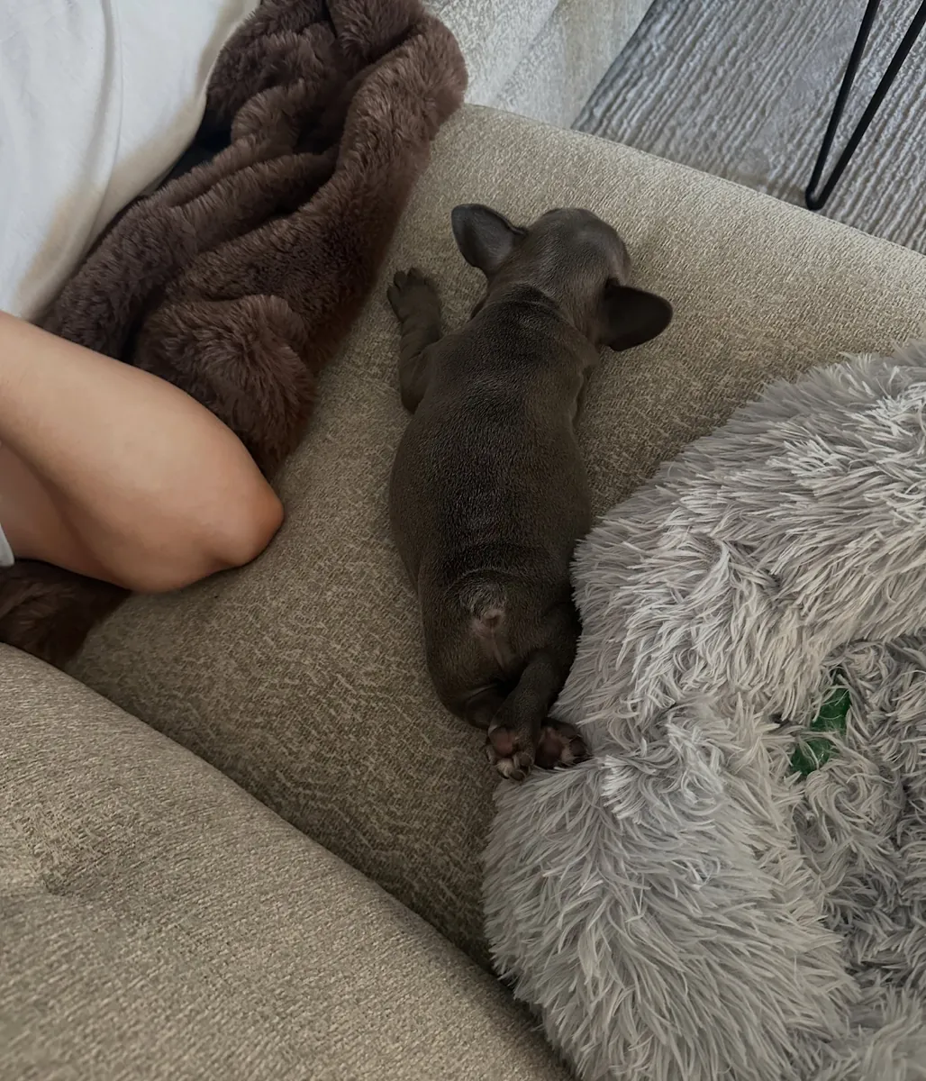 法国斗牛犬准备好寻找永远的家