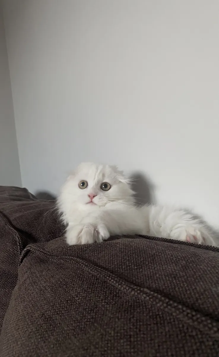 yavru scottish fold