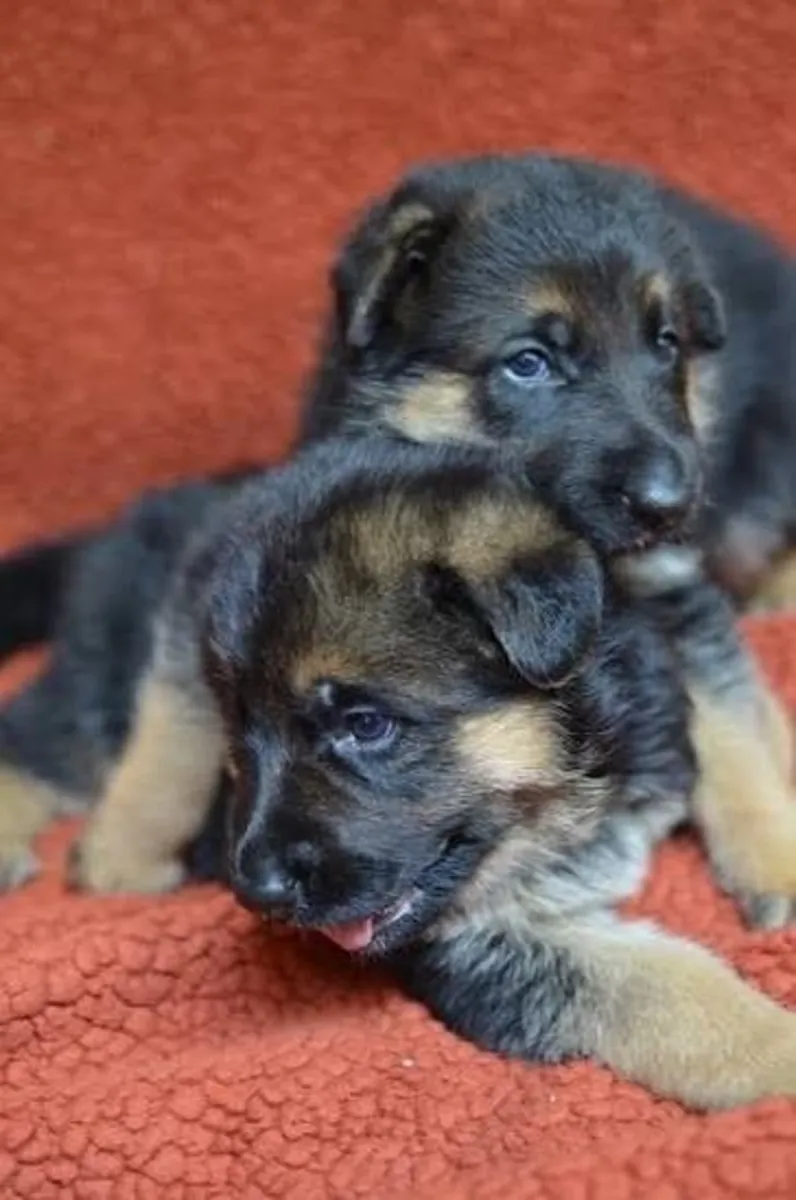SEVGİ DOLU ALMAN ÇOBAN KÖPEKLERİ SAHİPLENMEK İÇİN