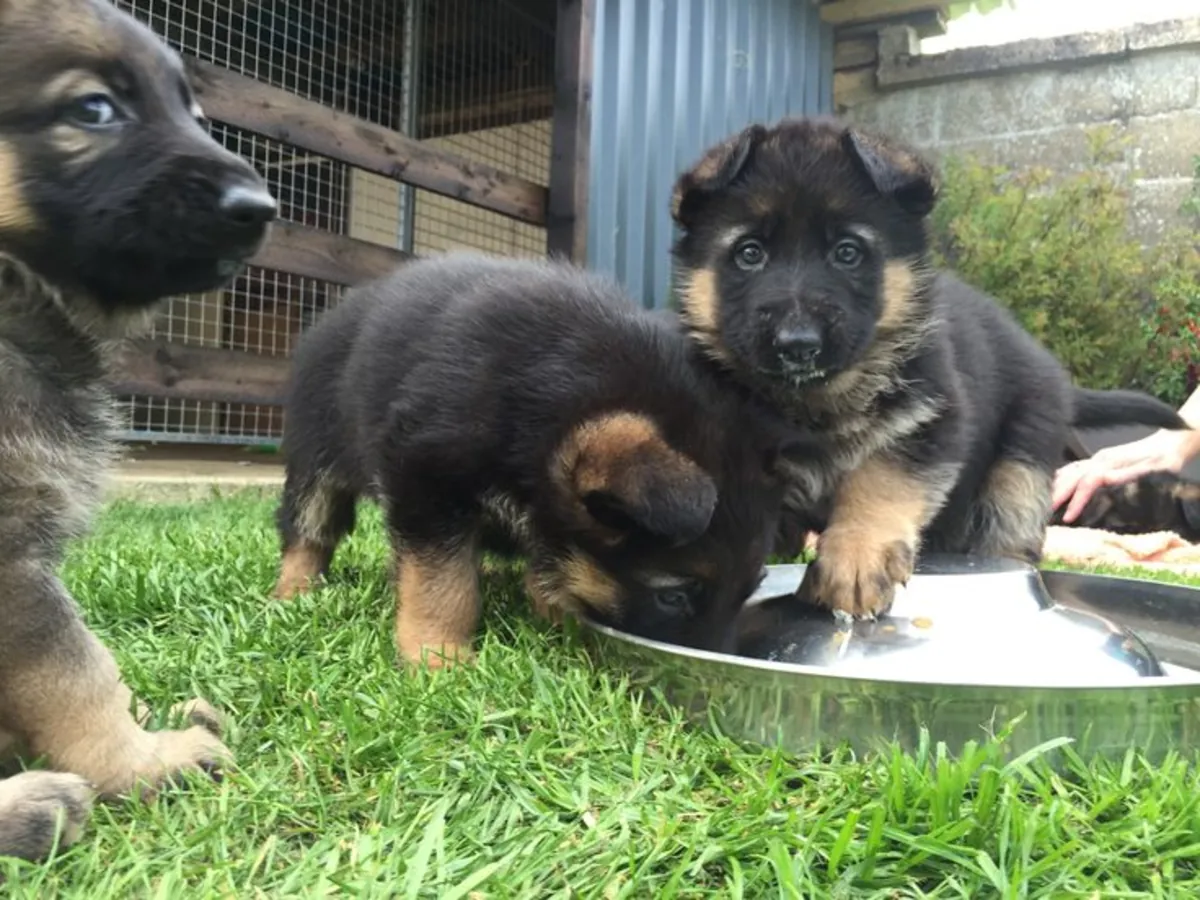 İYİ EĞİTİLMİŞ ALMAN ÇOBAN KÖPEKLERİ SAHİPLENDİRME 49/ 1521/ 5034/ 137