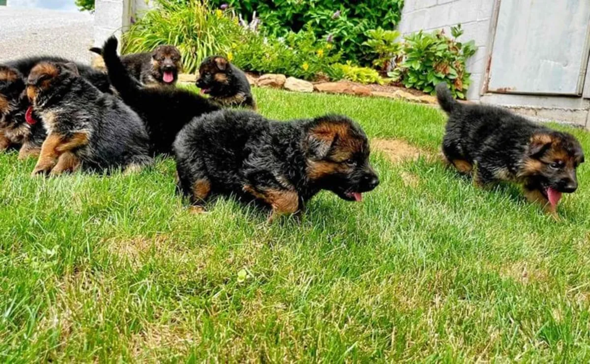 CHIENS BERGERS ALLEMANDS AVEC PAPIERS À ADOPTER