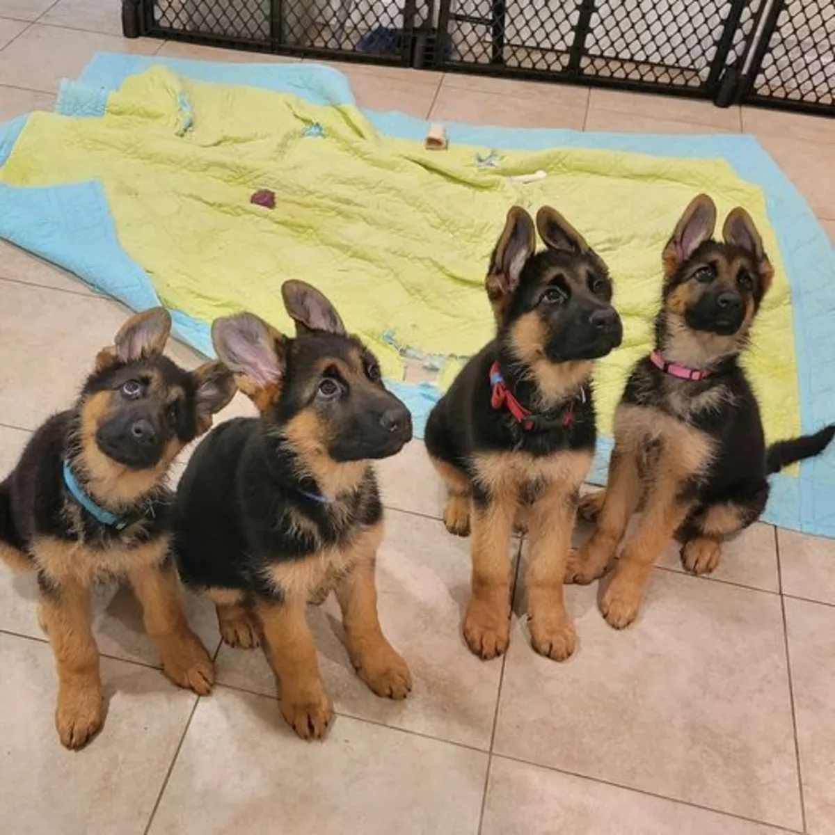 CHIENS BERGERS ALLEMANDS AVEC VACCINS À ADOPTER 49/ 1521/ 5034/ 137
