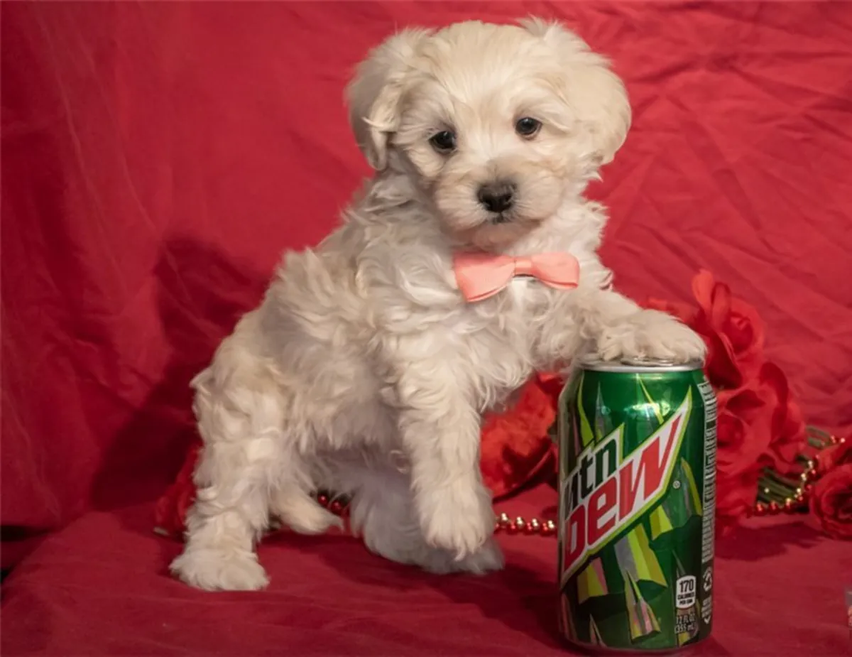 Maltipoo 2 Girl 1 Boy Available