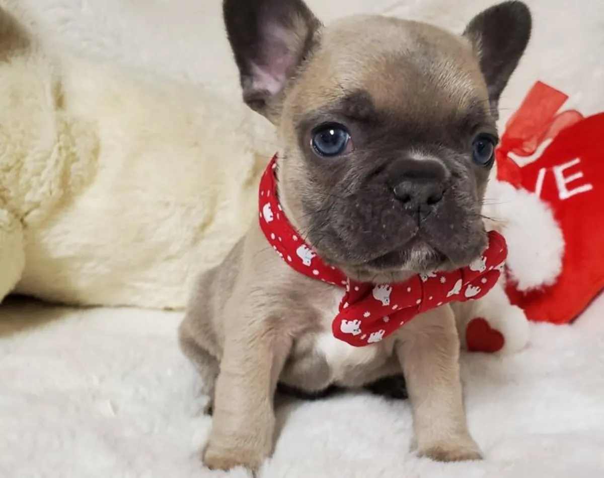 French Bulldog Puppies Kc Ready To Go 