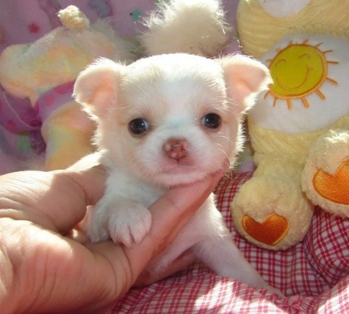 2 Male and female Chihuahua Puppies