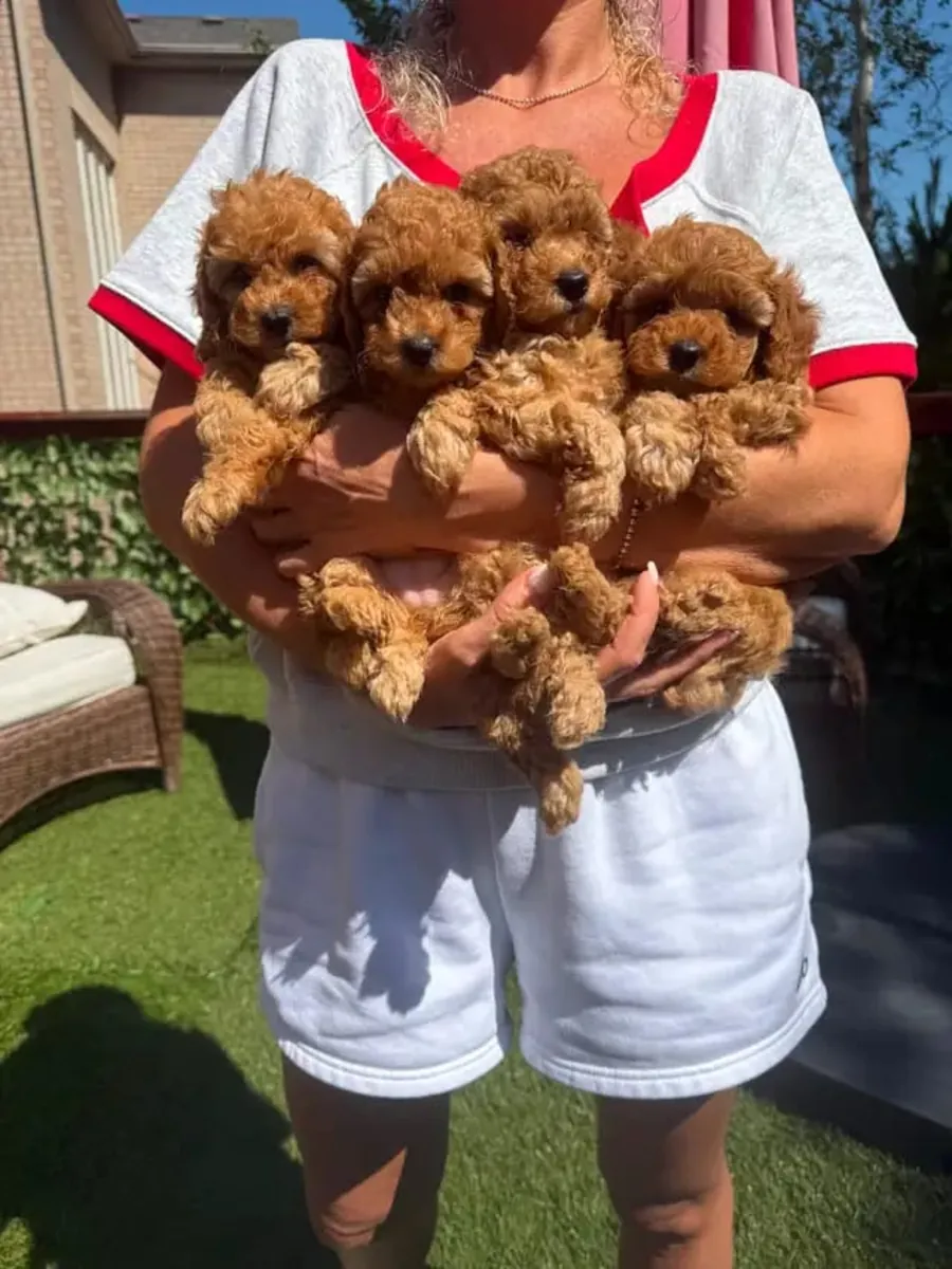 可爱的迷你贵宾犬幼犬