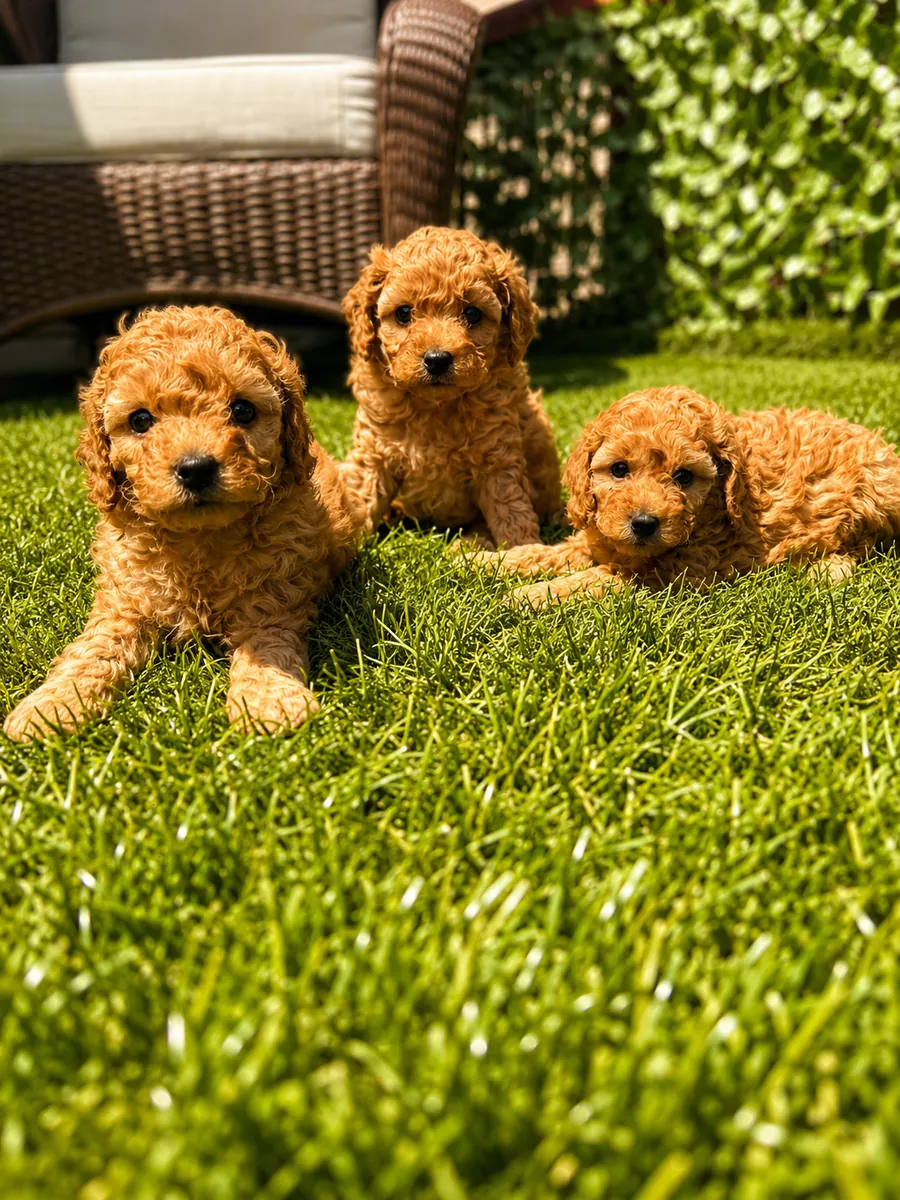 Cachorros de caniche toy preciosos y sanos