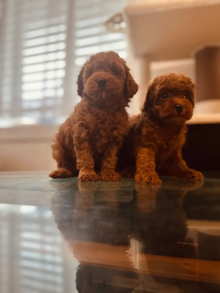 玩具贵宾犬幼犬