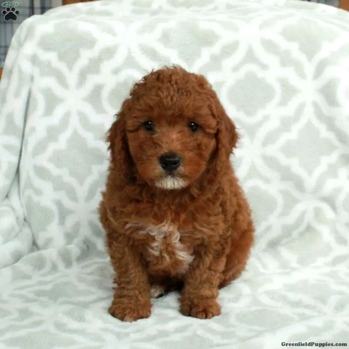 迷你金毛贵宾犬幼犬***
