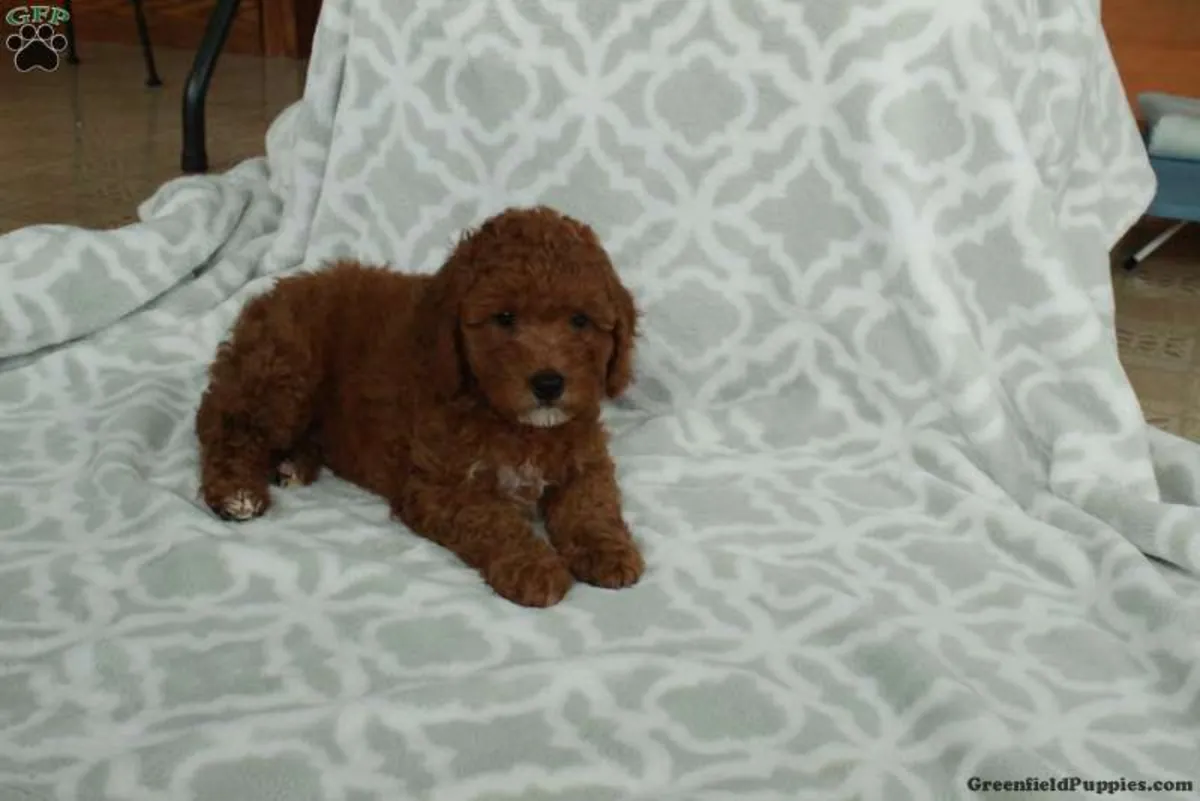 迷你金毛贵宾犬幼犬***