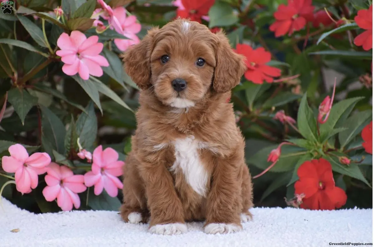 亚历克斯 – 迷你 F1BB...迷你金毛贵宾犬幼犬