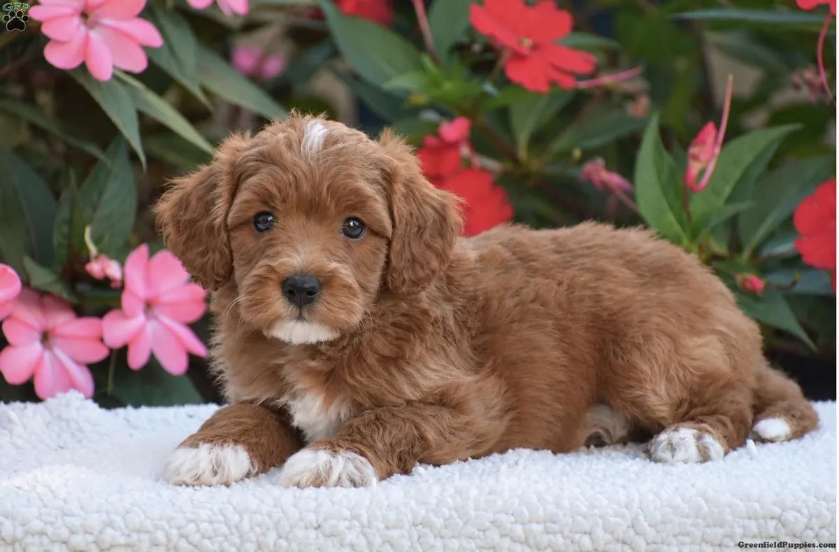 亚历克斯 – 迷你 F1BB...迷你金毛贵宾犬幼犬