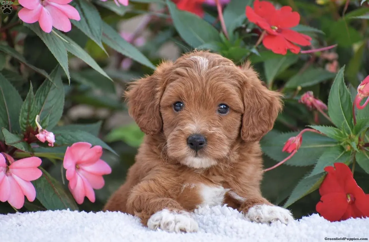 亚历克斯 – 迷你 F1BB...迷你金毛贵宾犬幼犬