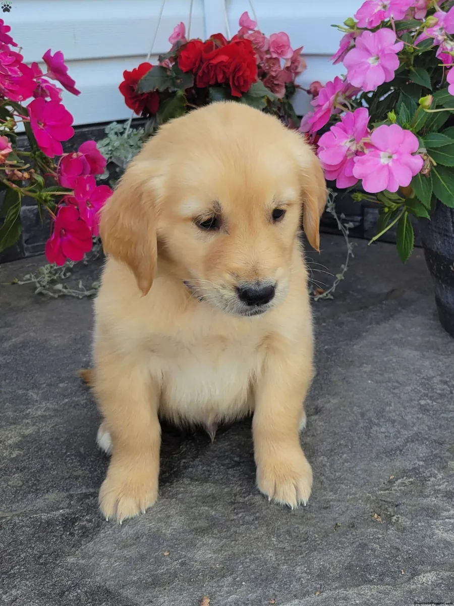 Casper - sevimli bir Golden Retriever yavrusu!