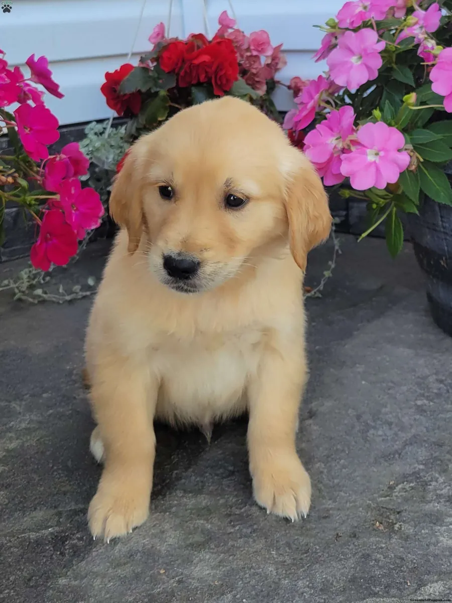 Casper - sevimli bir Golden Retriever yavrusu!
