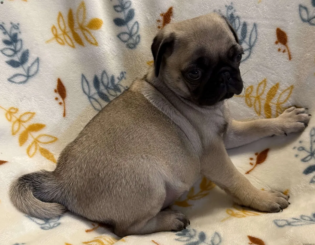 Fransız Bulldog Yavrusu