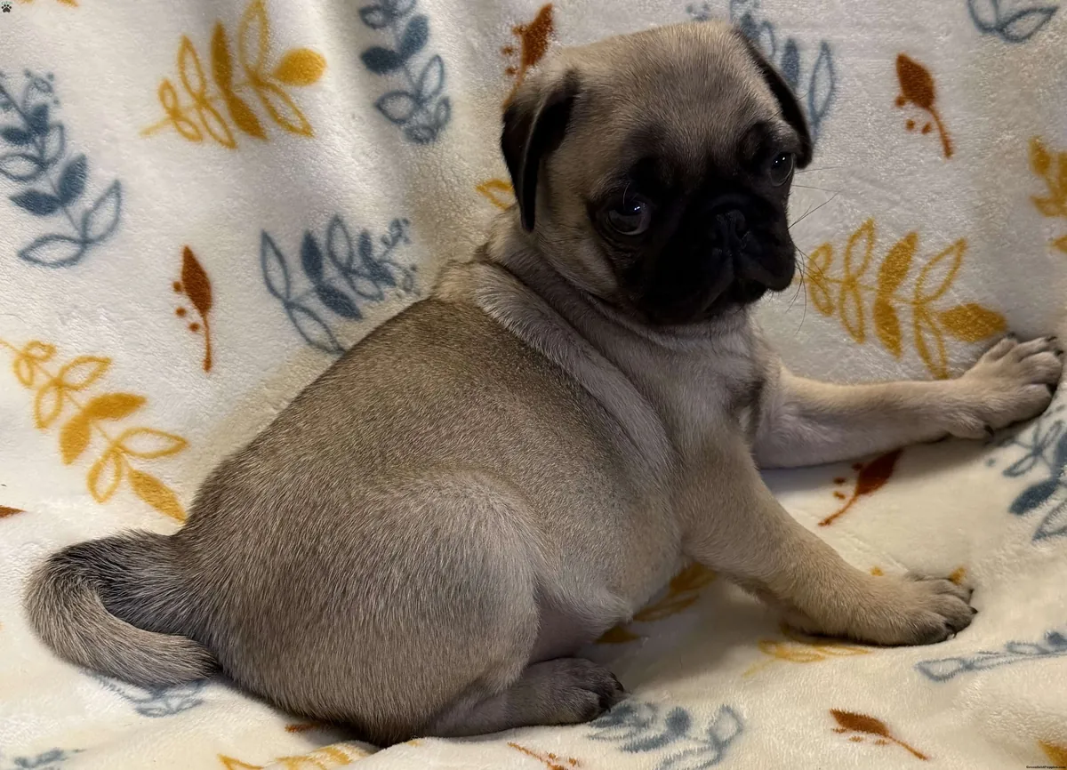 Fransız Bulldog Yavrusu