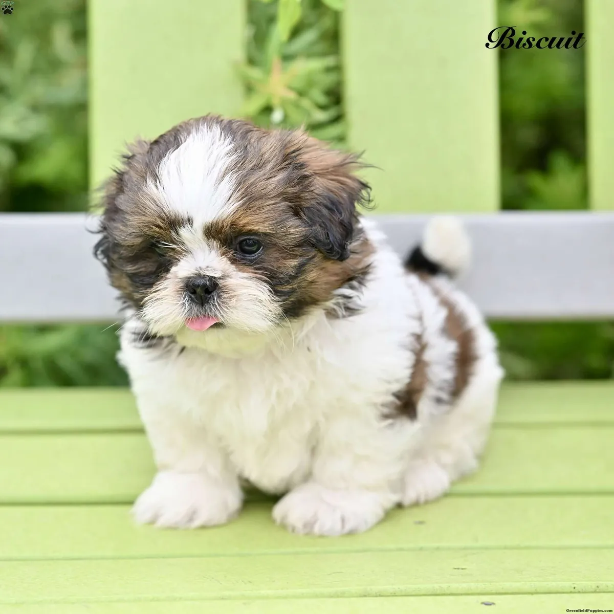 Shih Tzu Yavrusu