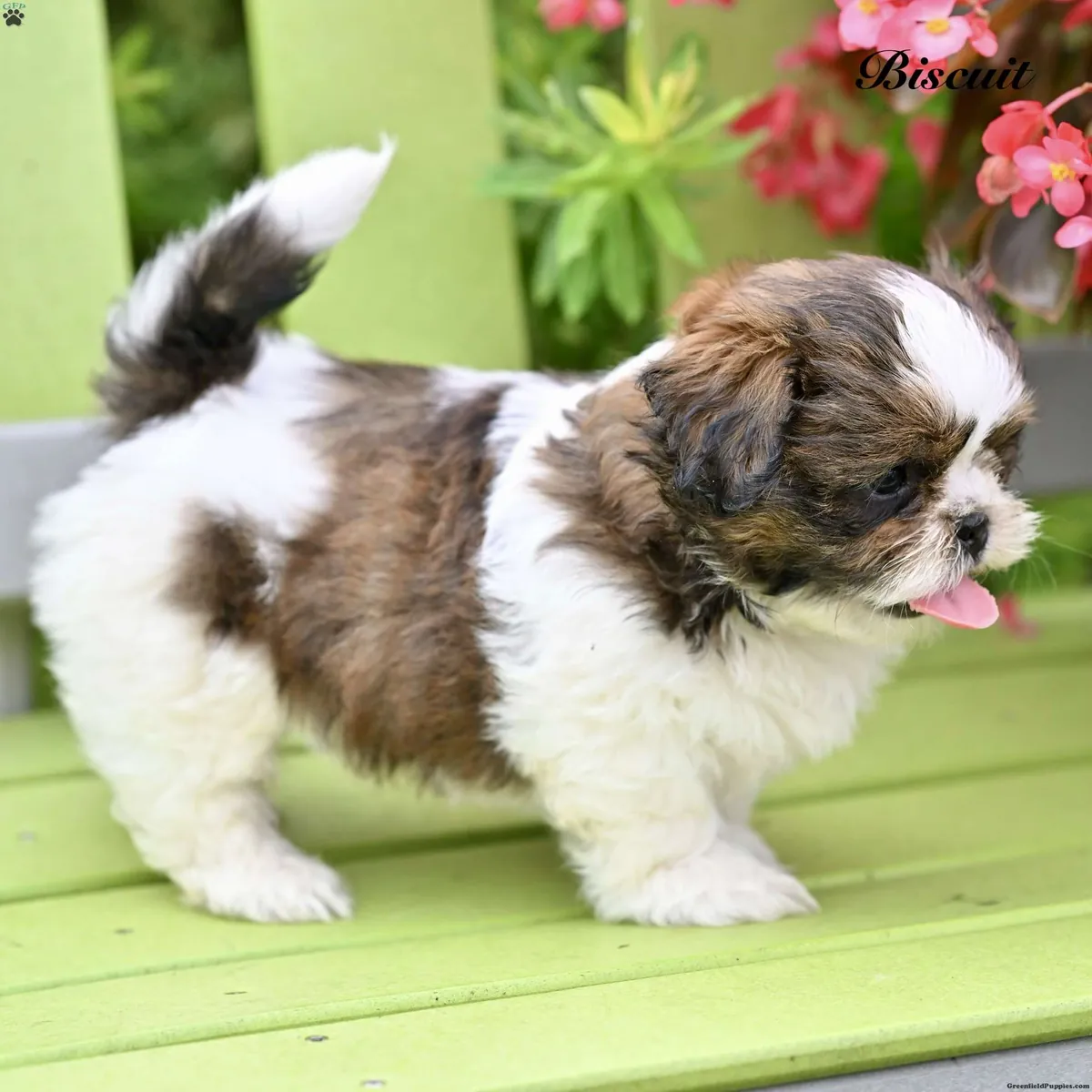Shih Tzu Yavrusu