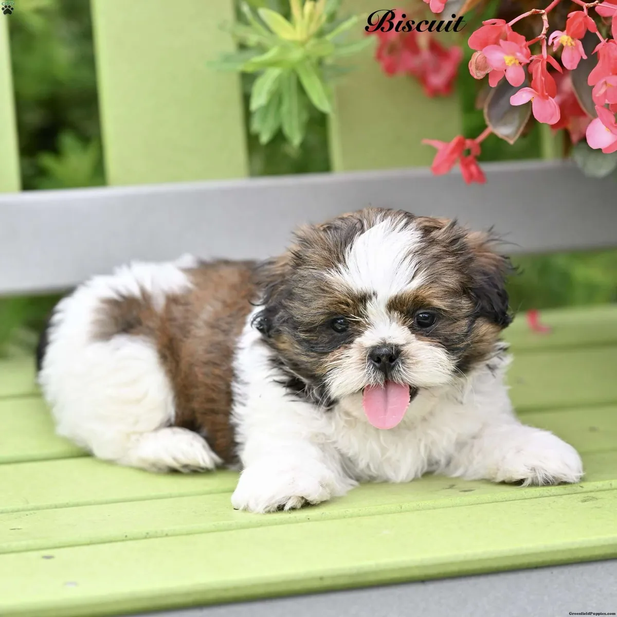 Shih Tzu Yavrusu