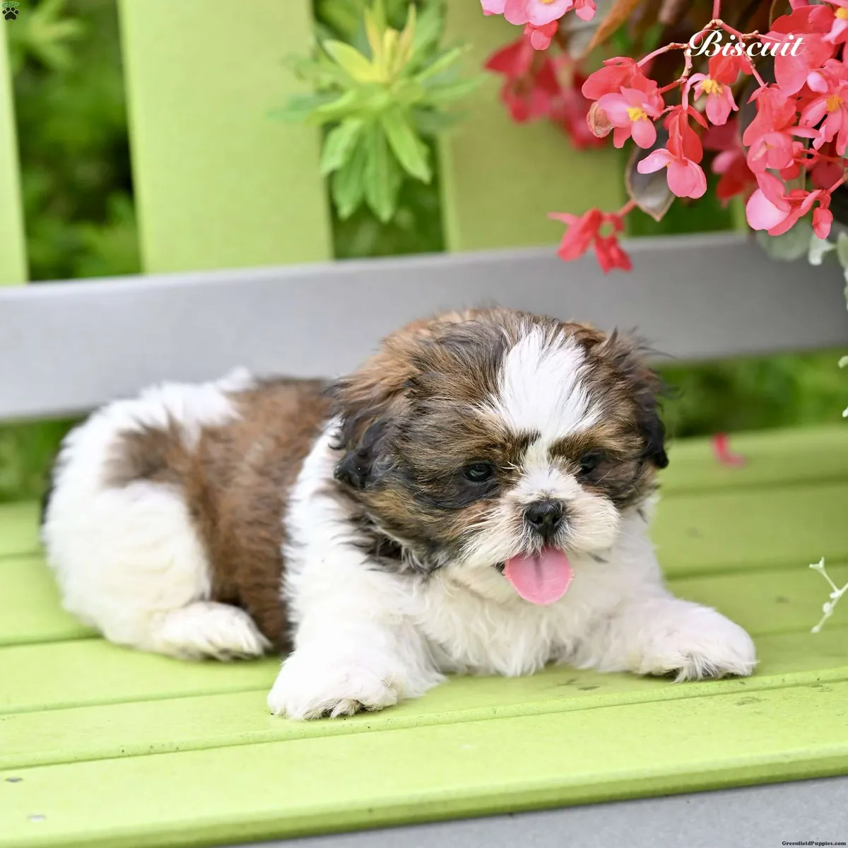 Shih Tzu Yavrusu