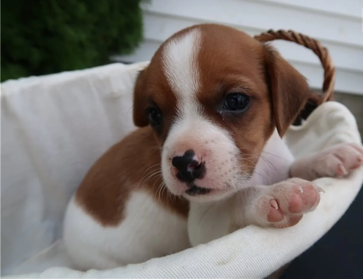 Stunning Kc Registered Cavalier King Charles